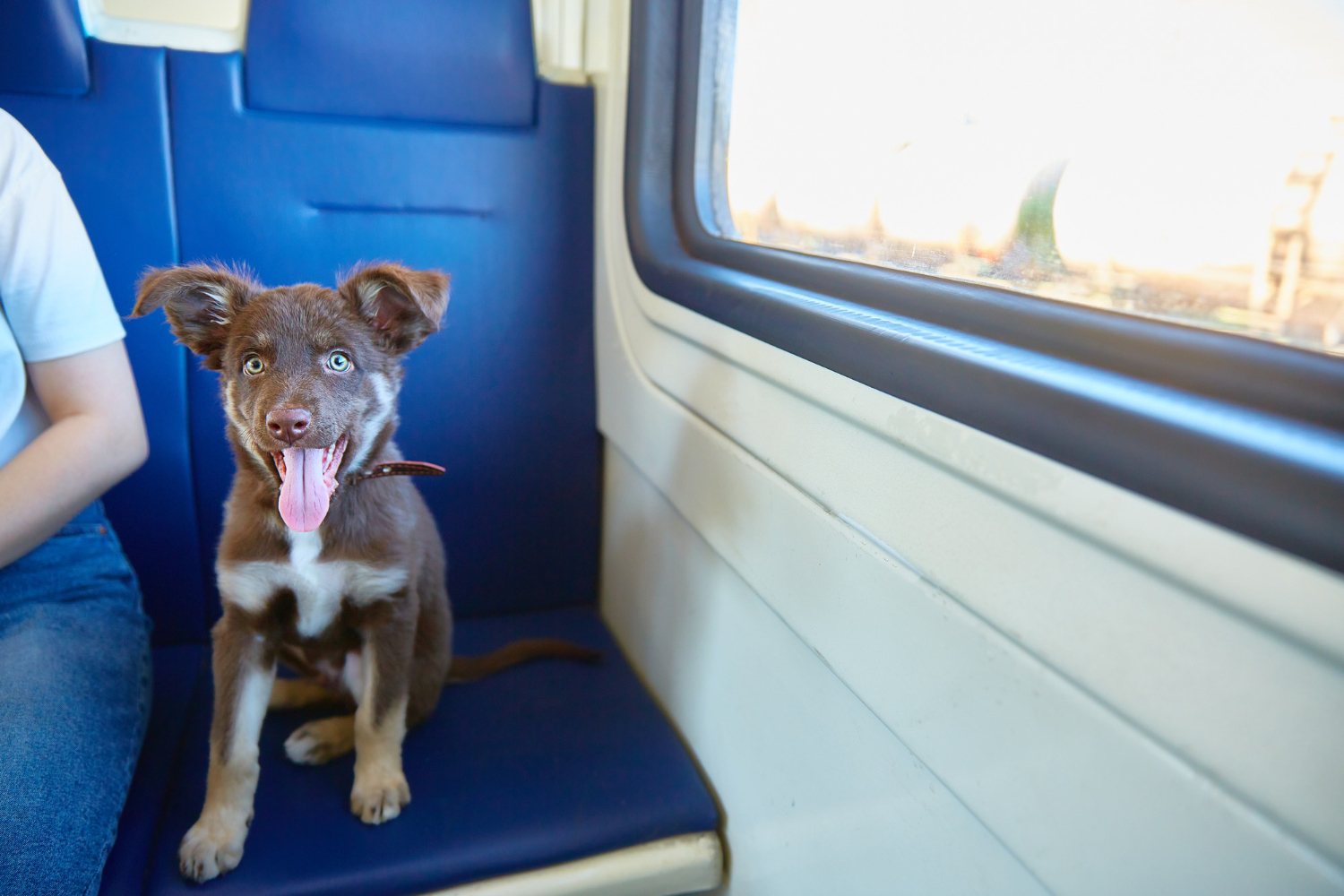 se permiten perros en los trenes de metro