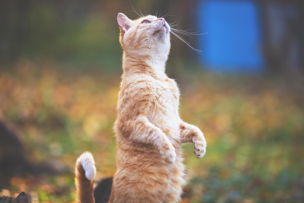 Cómo Entender El Lenguaje Corporal De Los Gatos Hola Mascota